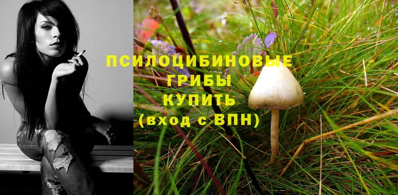 Псилоцибиновые грибы Psilocybe  MEGA как зайти  Мензелинск  купить  сайты 